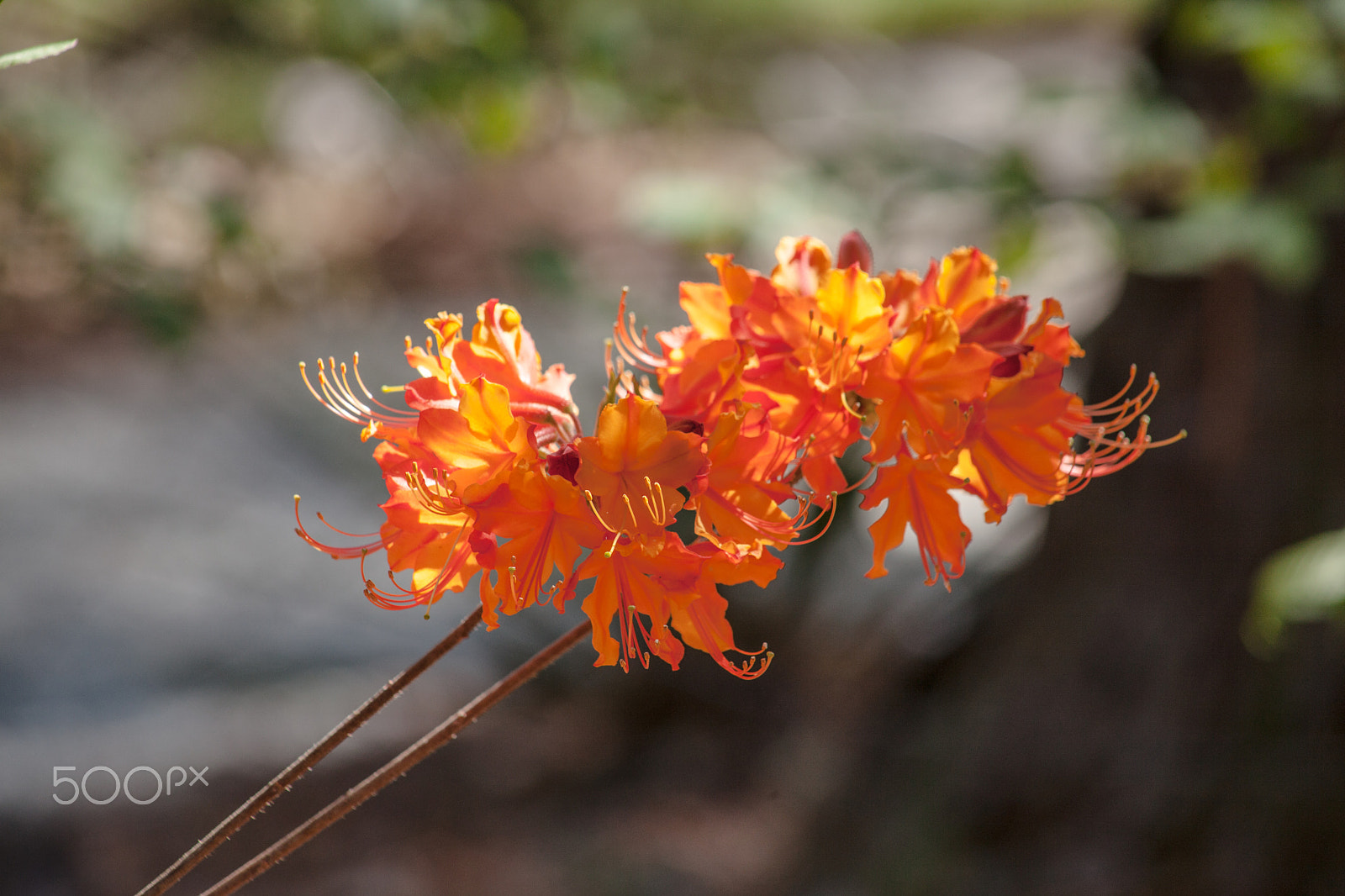 EF75-300mm f/4-5.6 sample photo. Spring flowers 3 photography