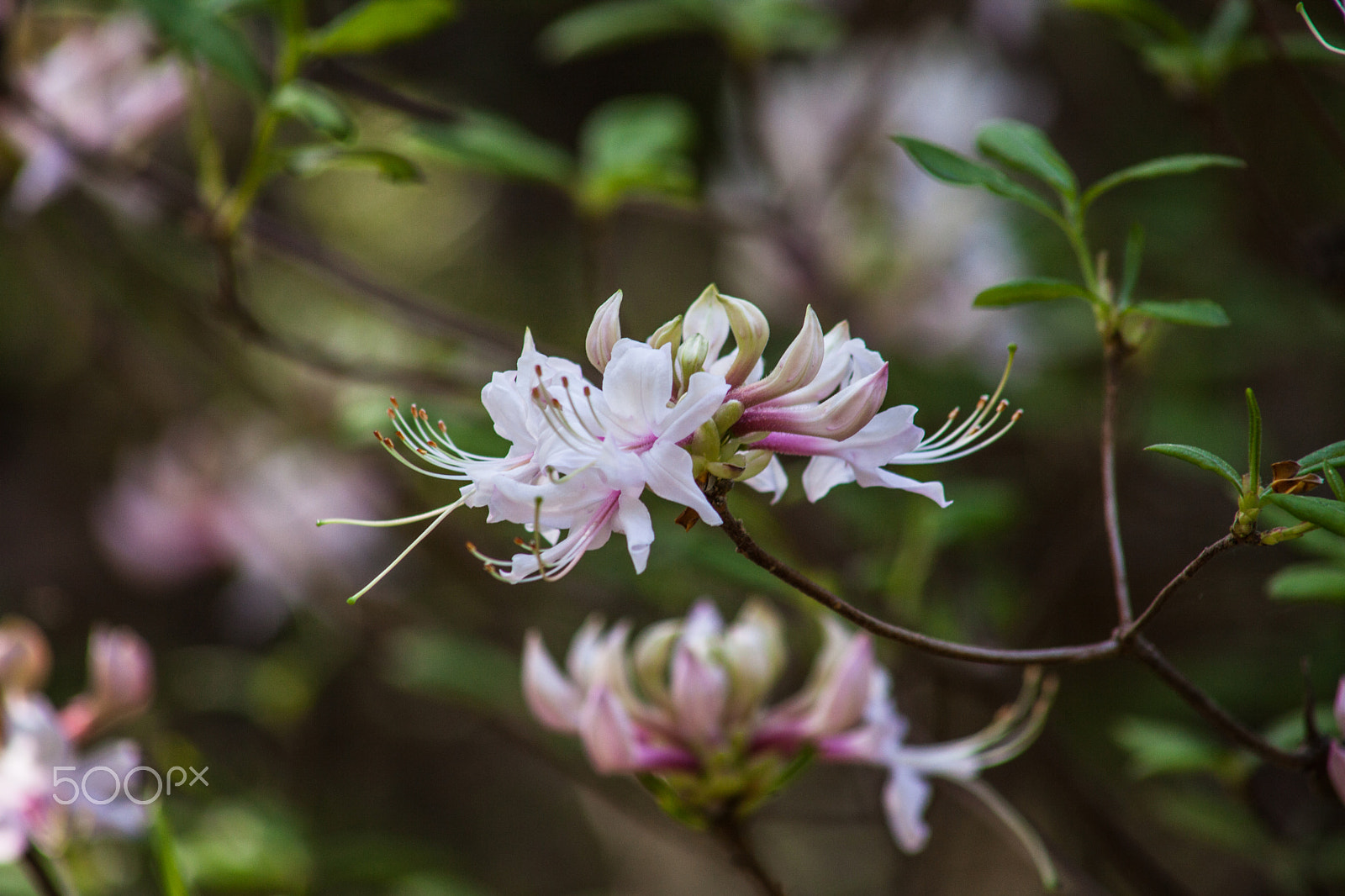 EF75-300mm f/4-5.6 sample photo. Spring flowers 3 photography