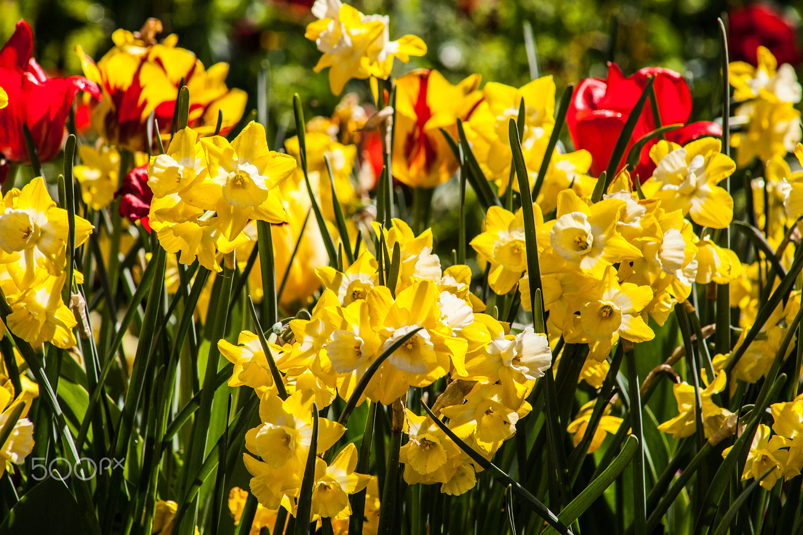 EF75-300mm f/4-5.6 sample photo. Spring flowers 3 photography