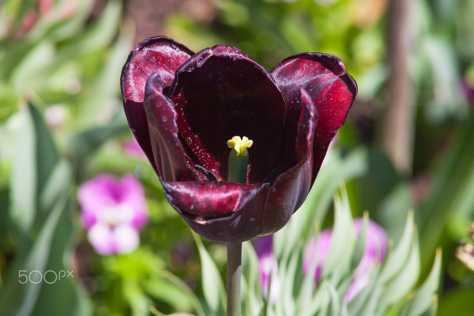 EF75-300mm f/4-5.6 sample photo. Spring flowers 3 photography