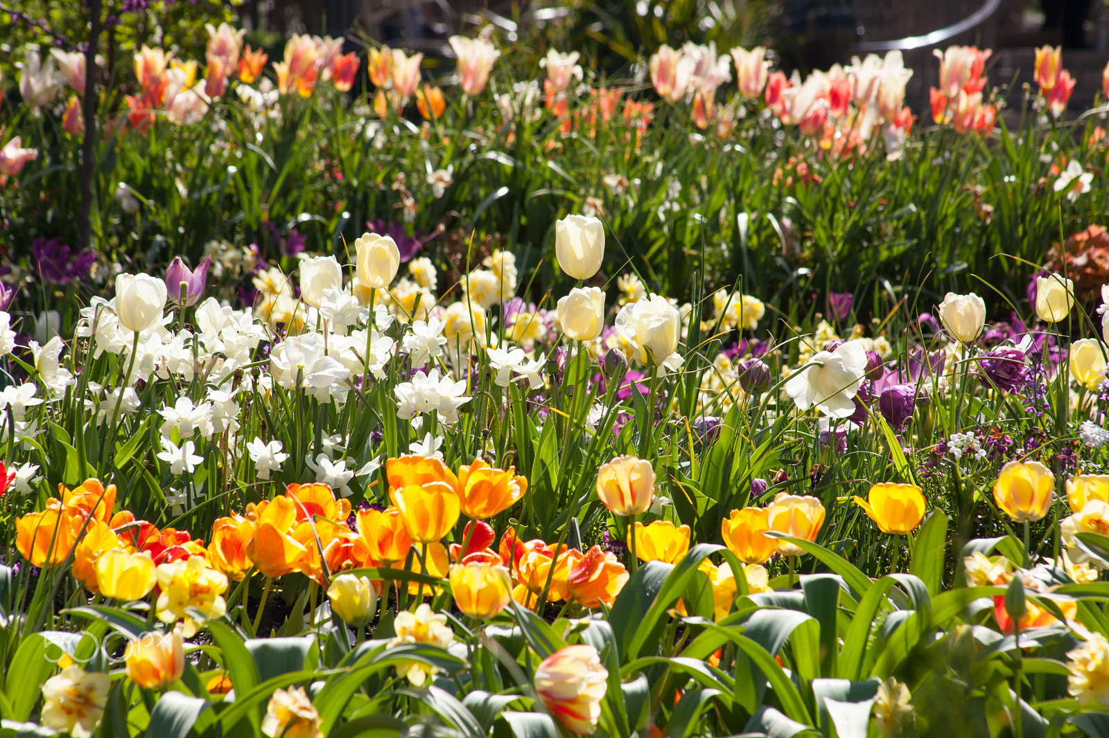 EF75-300mm f/4-5.6 sample photo. Spring flowers 3 photography