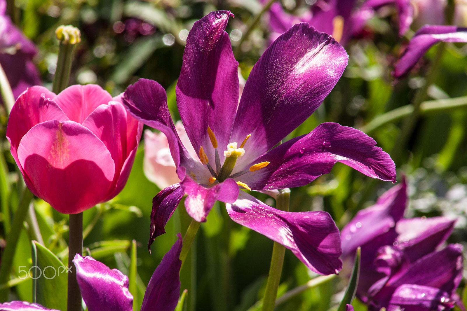 EF75-300mm f/4-5.6 sample photo. Spring flowers 3 photography