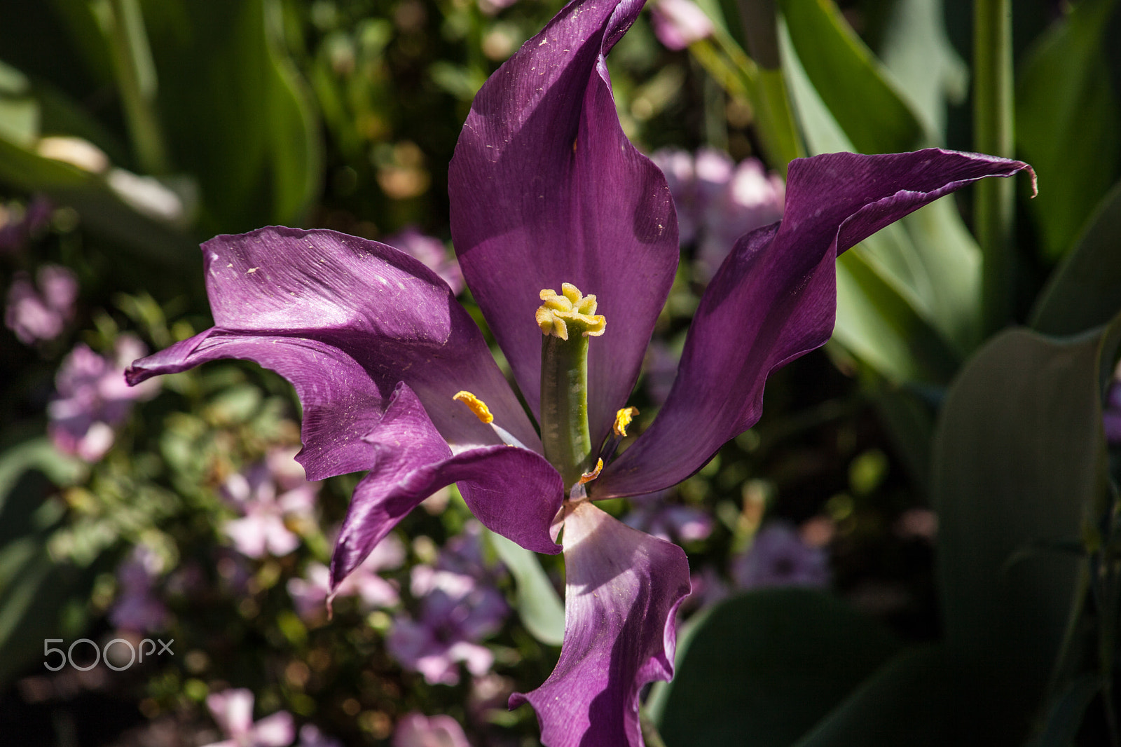 EF75-300mm f/4-5.6 sample photo. Spring flowers 3 photography