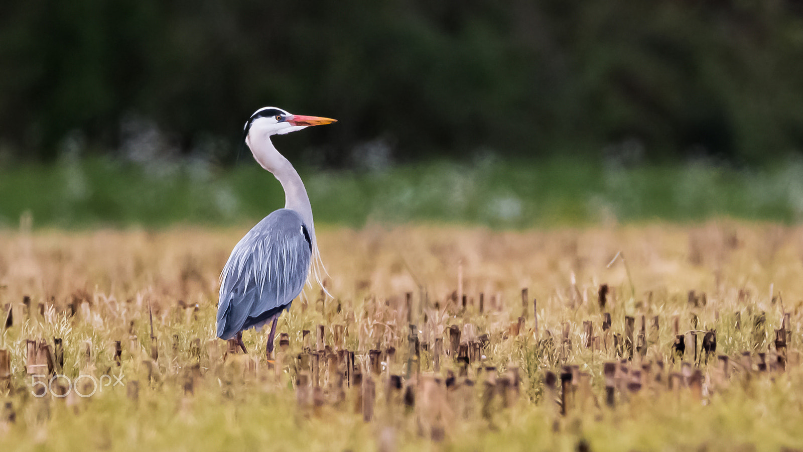 Tamron SP 150-600mm F5-6.3 Di VC USD sample photo. Héron photography