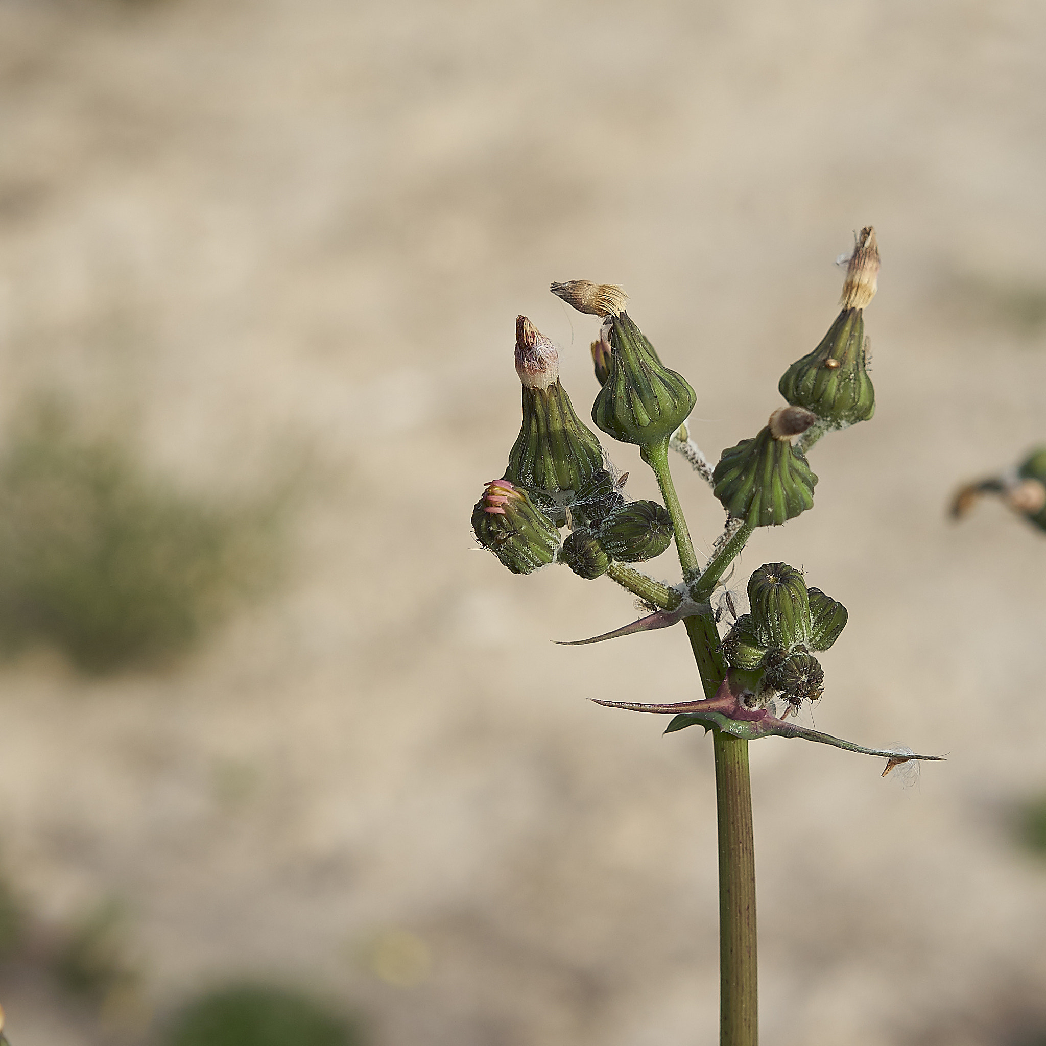Sony Sonnar T* FE 55mm F1.8 ZA sample photo. Focus 55mm photography