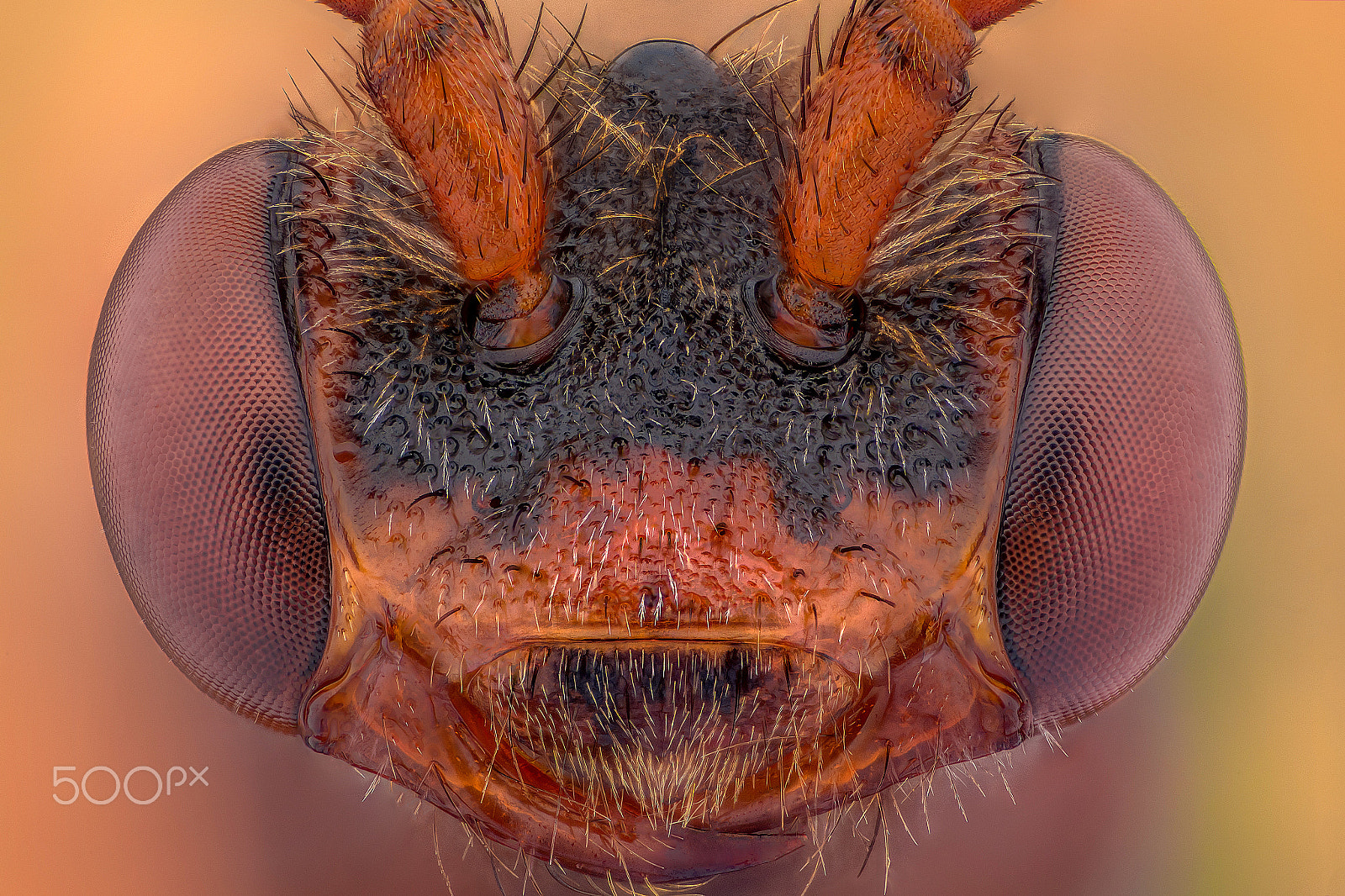 Nikon AF-S Nikkor 70-200mm F2.8G ED VR II sample photo. Red wasp 11:1 scale photography