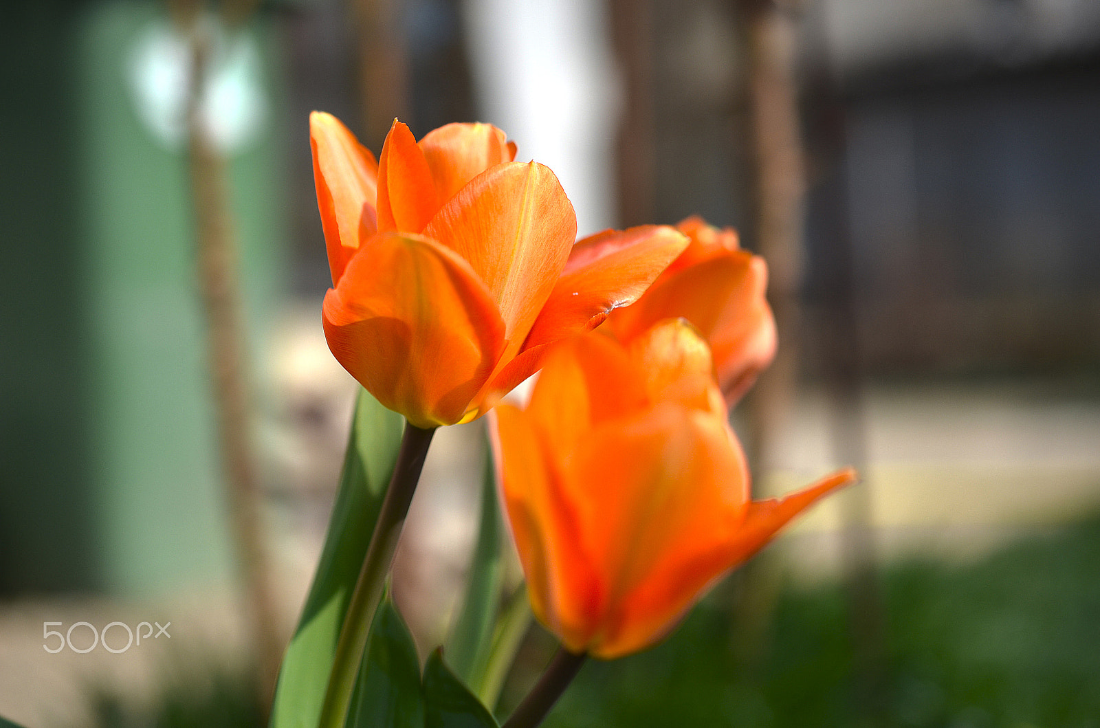 Nikon D7000 sample photo. Tulip photography