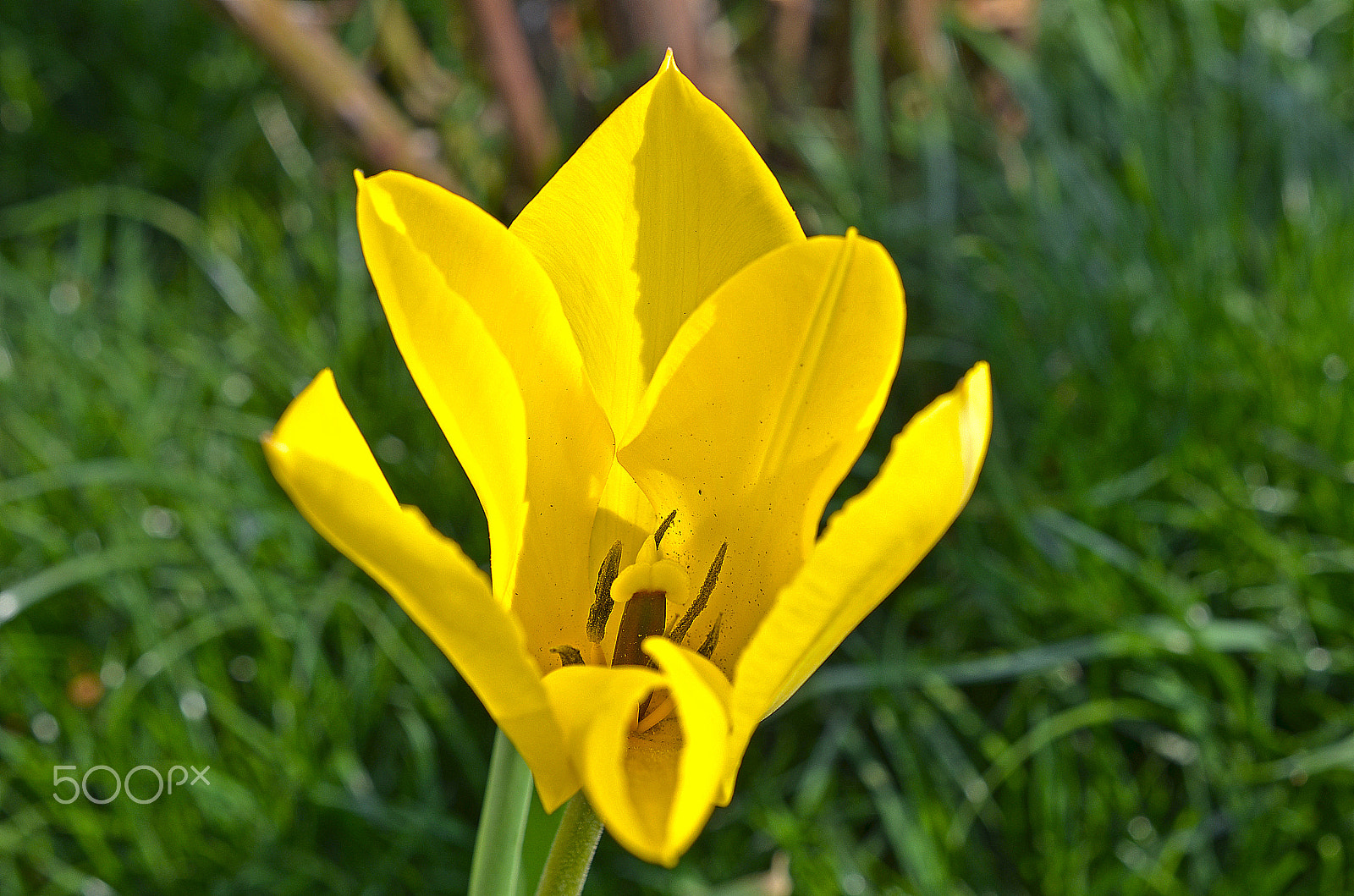 Nikon AF-S DX Micro Nikkor 40mm F2.8 sample photo. Yellow tulip photography