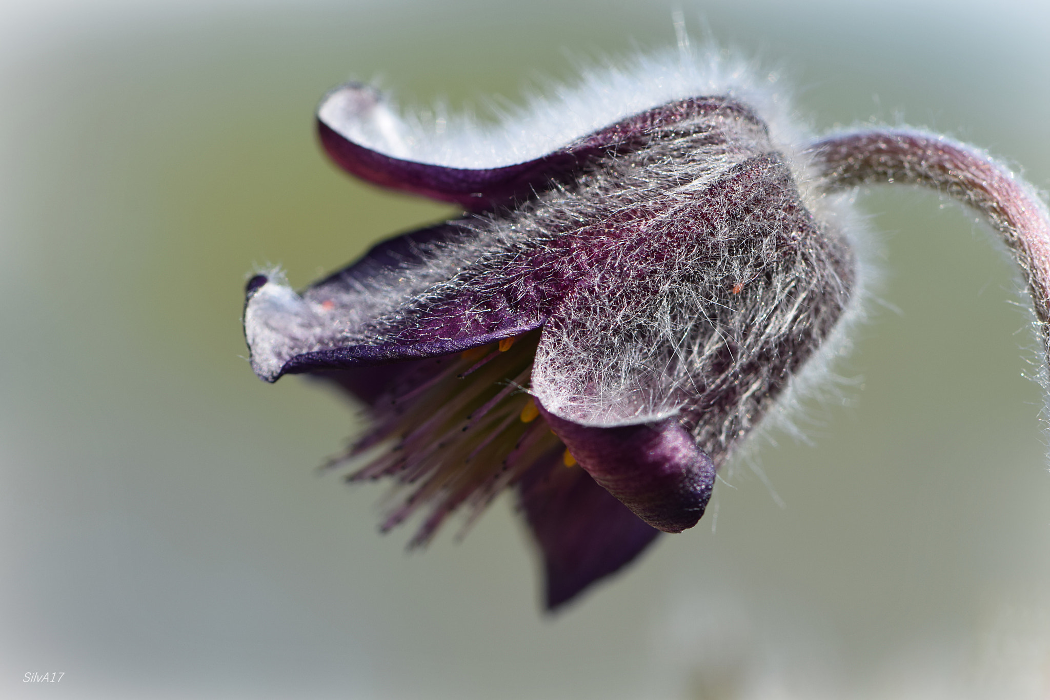 Nikon AF-S Micro-Nikkor 105mm F2.8G IF-ED VR sample photo. Pulsatilla photography
