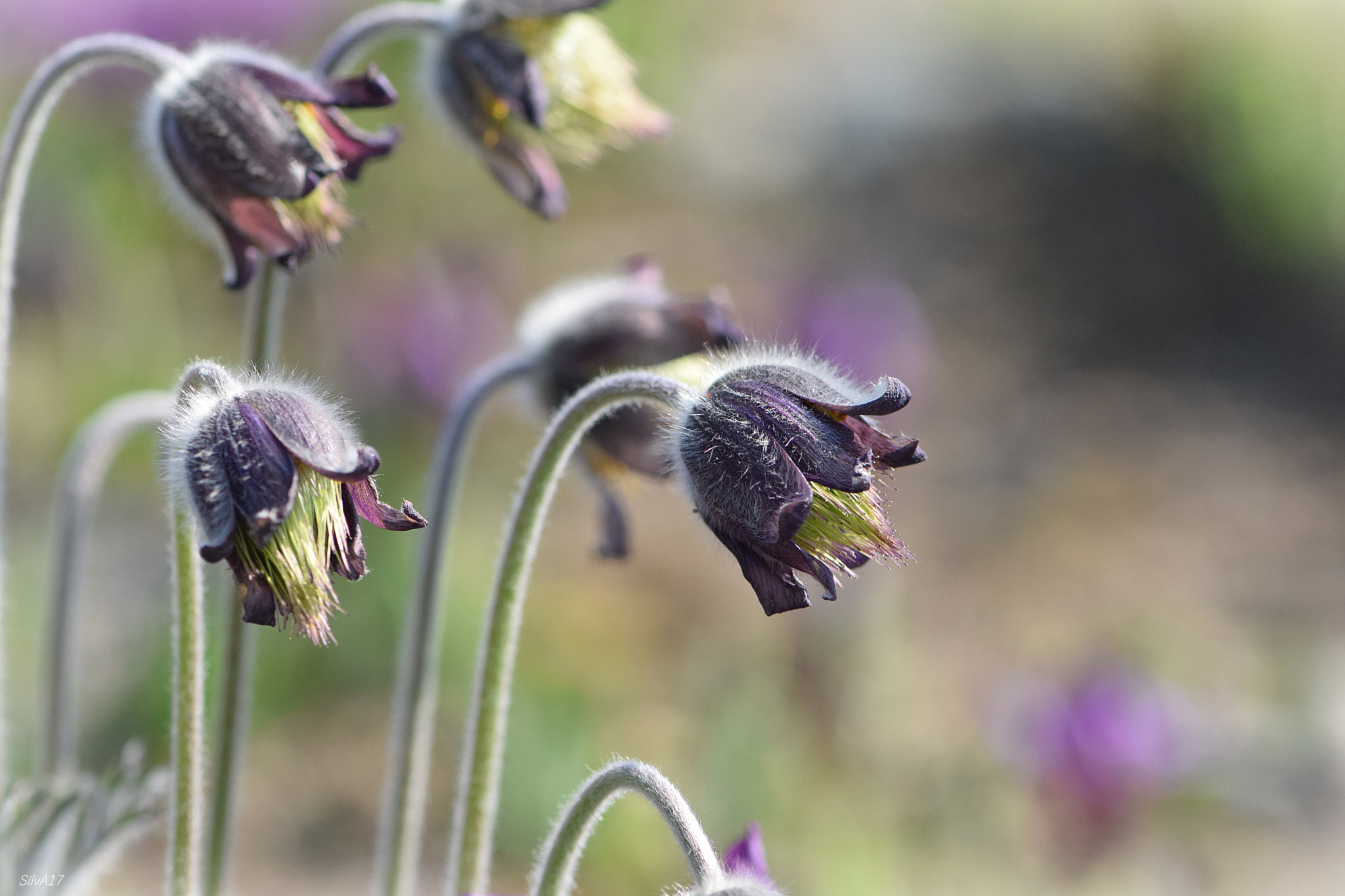 Nikon AF-S Micro-Nikkor 105mm F2.8G IF-ED VR sample photo. Pulsatilla photography