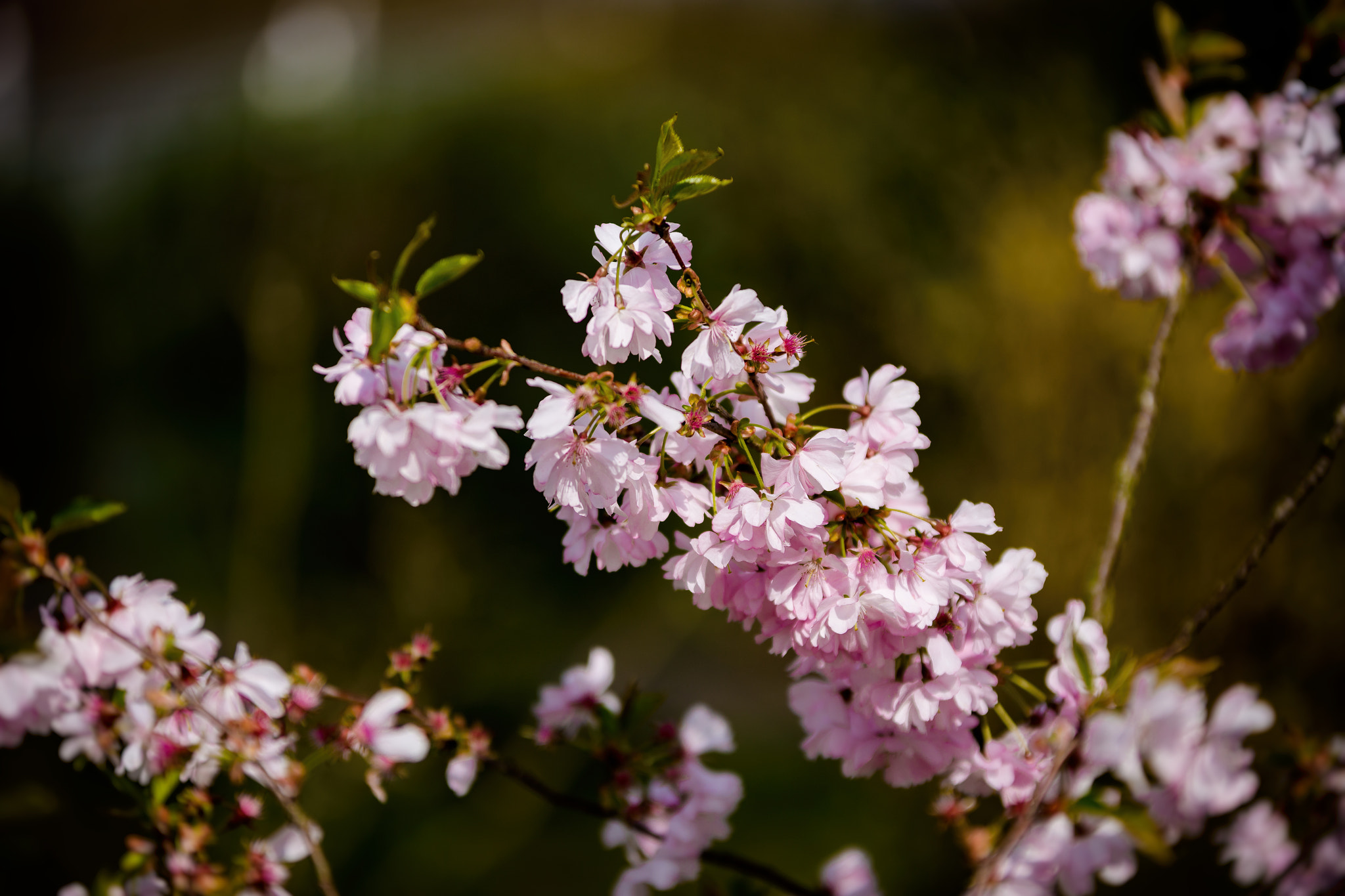Sigma 70-200mm F2.8 EX DG OS HSM sample photo. Img photography