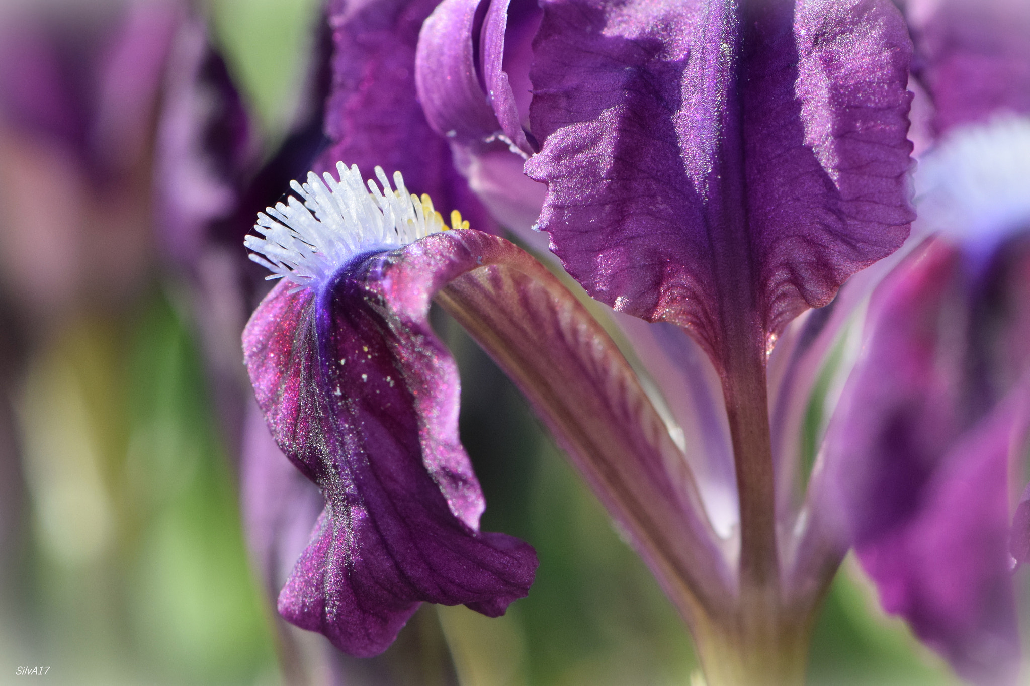 Nikon AF-S Micro-Nikkor 105mm F2.8G IF-ED VR sample photo. Iris photography