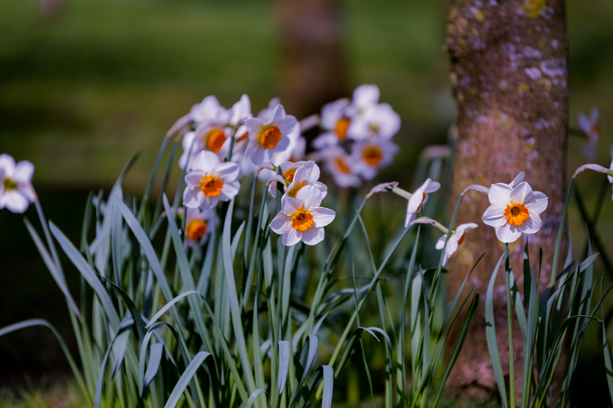 Sigma 70-200mm F2.8 EX DG OS HSM sample photo. Img photography