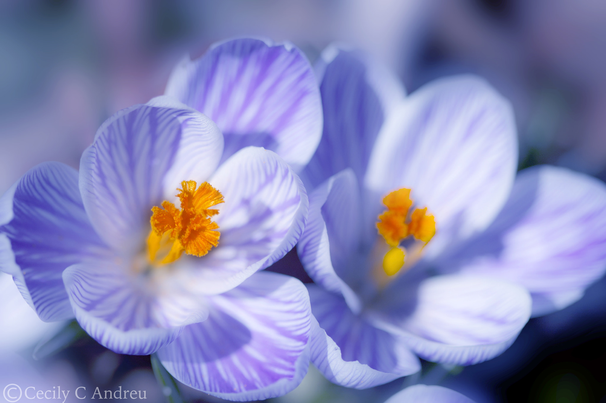 Canon EOS 40D + Canon EF 100mm F2.8 Macro USM sample photo. First sign of spring photography