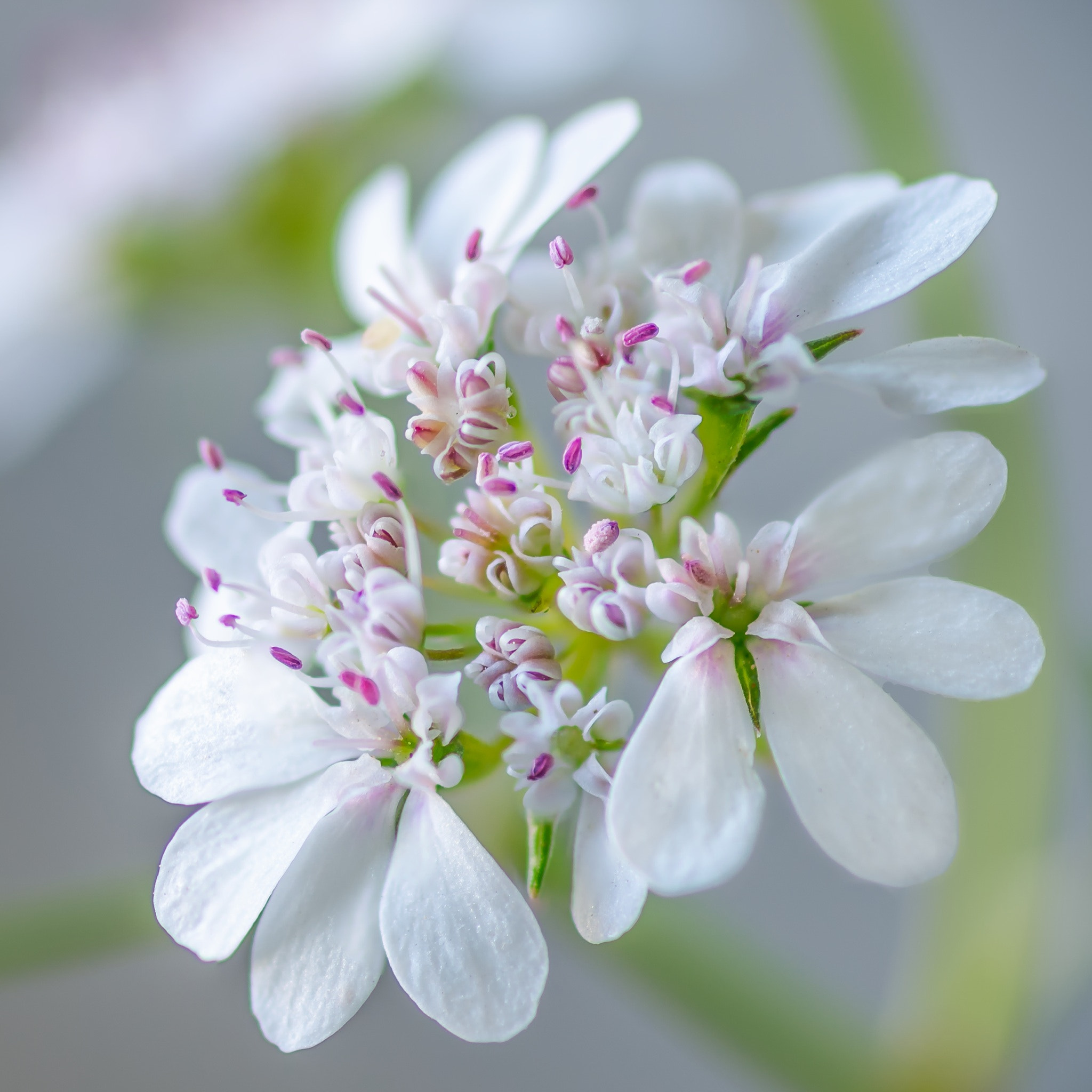 Pentax smc D-FA 100mm F2.8 Macro WR sample photo. Delicate photography