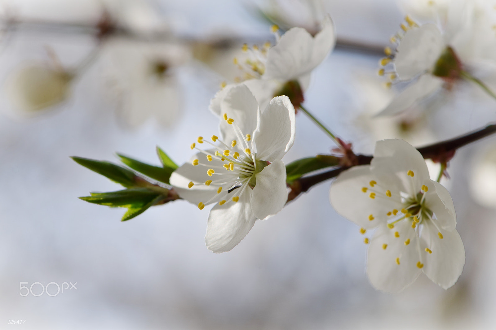 Nikon AF-S Micro-Nikkor 105mm F2.8G IF-ED VR sample photo. Prunus domestica (edel-pflaume) photography