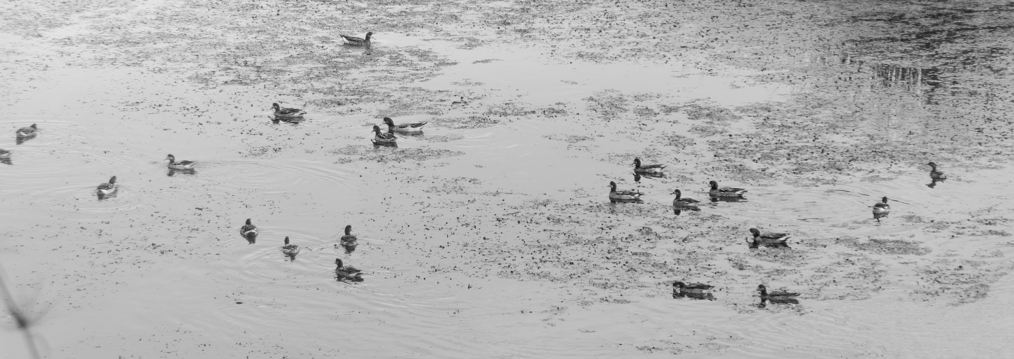 Canon EOS 1200D (EOS Rebel T5 / EOS Kiss X70 / EOS Hi) sample photo. Ducks photography