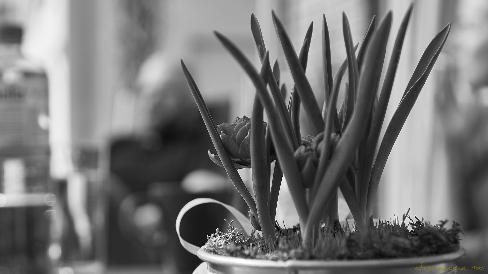 Sony E 35mm F1.8 OSS sample photo. Spring in b&w photography