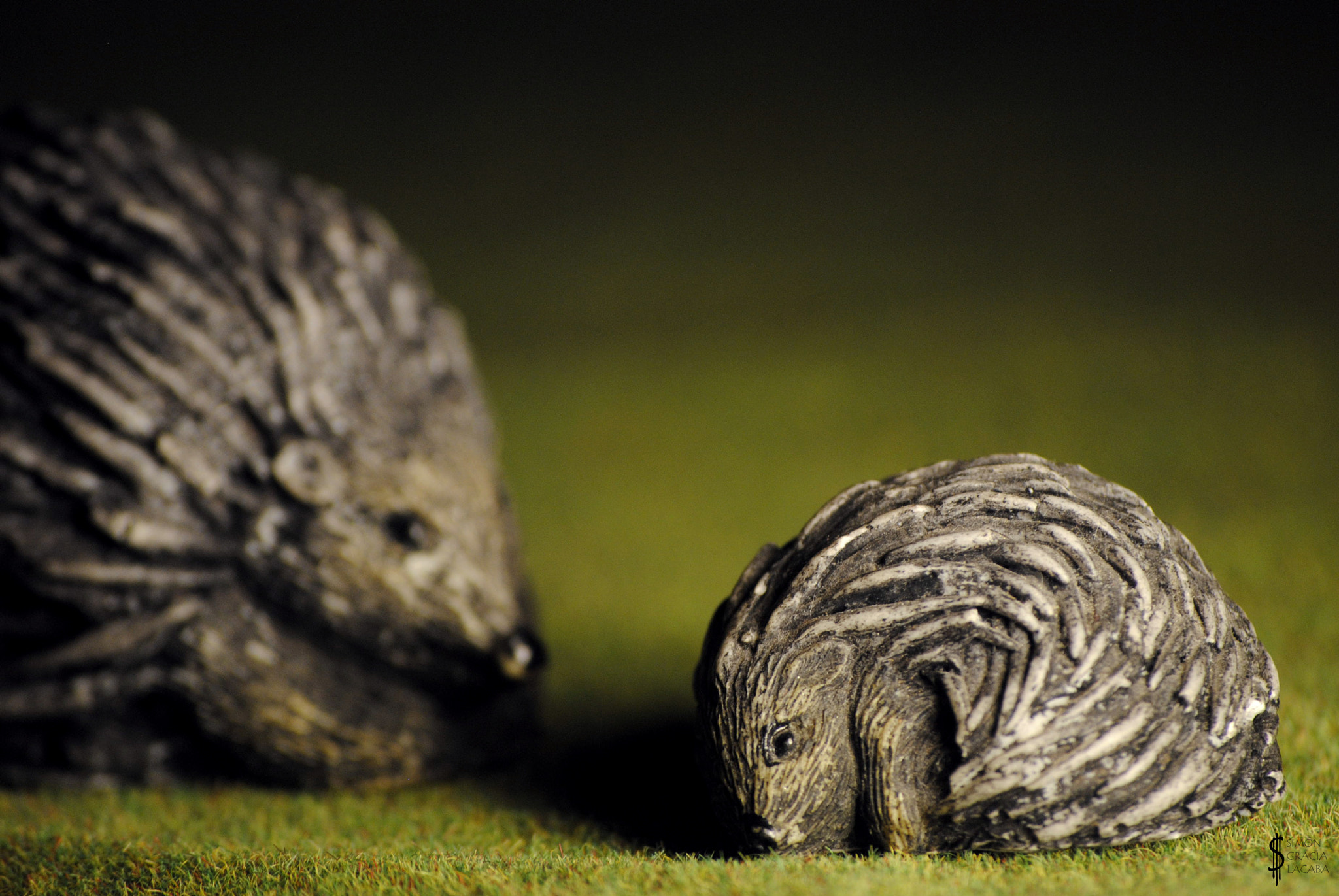 Nikon D3000 sample photo. Baby hedgehog photography