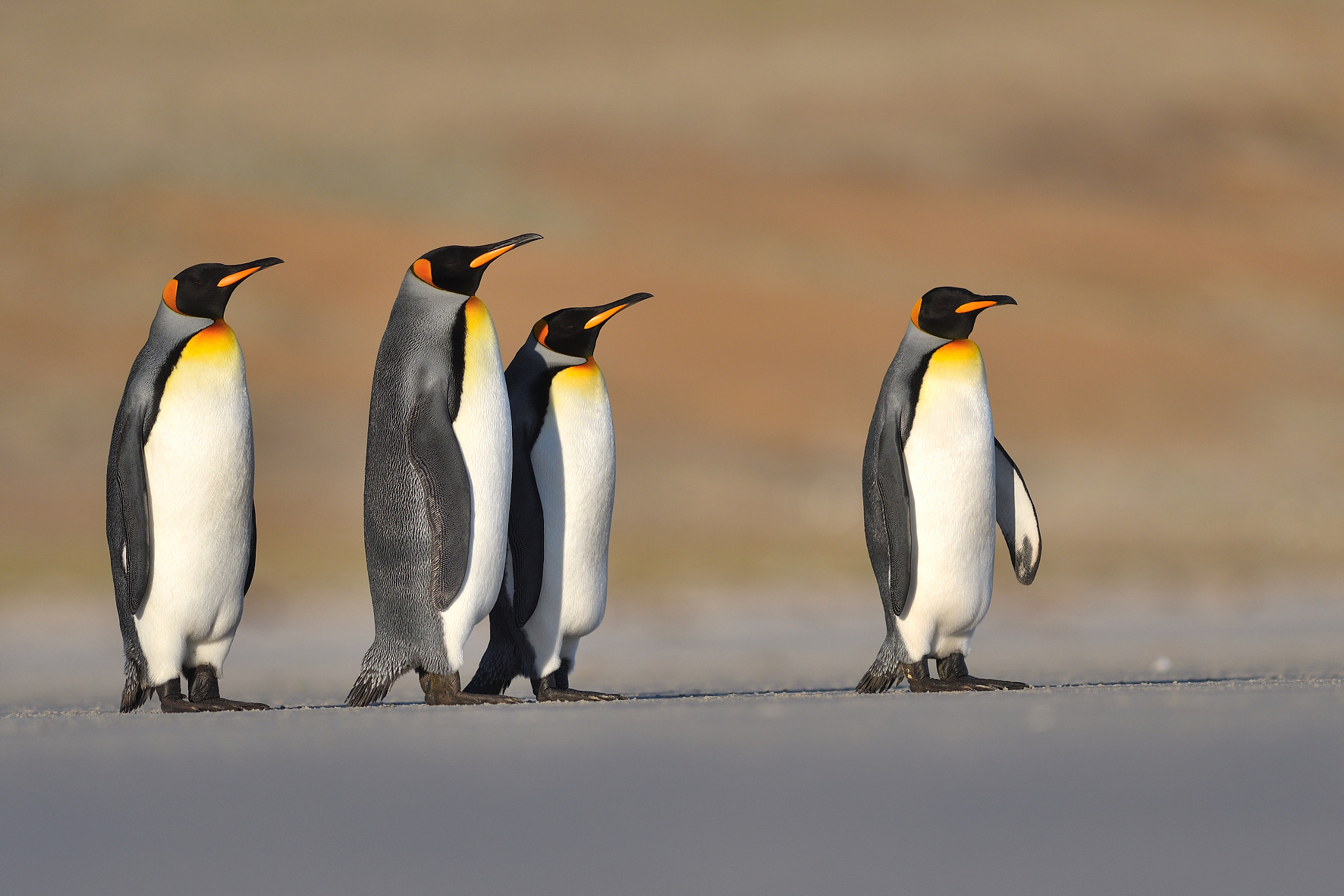 Nikon D500 + Nikon AF-S Nikkor 300mm F2.8G ED VR II sample photo. King penguins photography