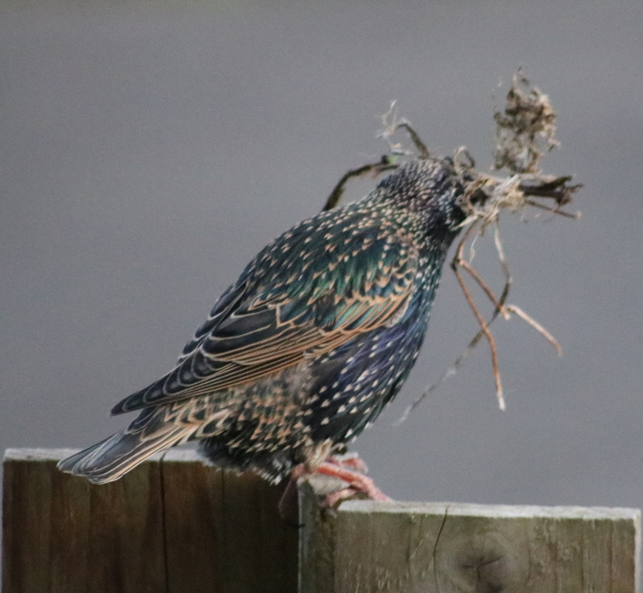 Canon EOS 760D (EOS Rebel T6s / EOS 8000D) sample photo. Nesting photography
