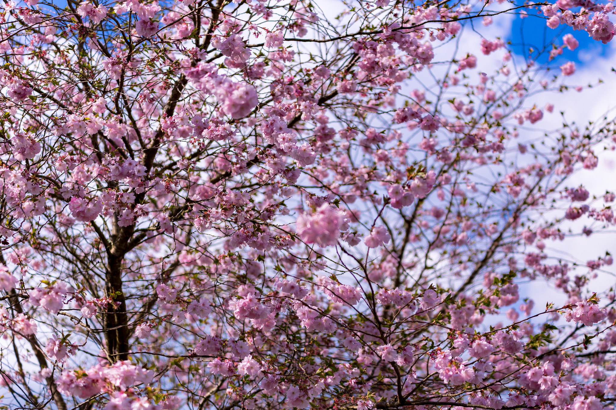 Sigma 70-200mm F2.8 EX DG OS HSM sample photo. Img photography
