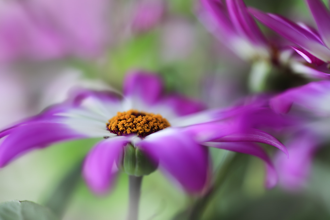 Canon EOS 6D + Tamron SP AF 90mm F2.8 Di Macro sample photo. Pericallis senetti photography