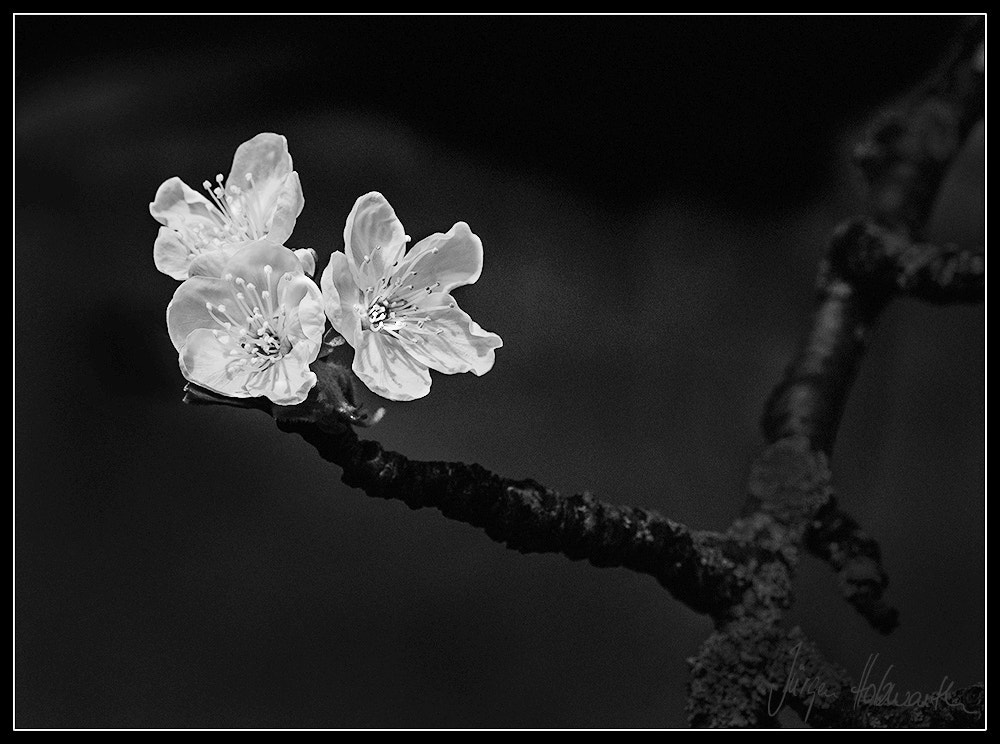 Nikon AF-S Micro-Nikkor 105mm F2.8G IF-ED VR sample photo. Blüten photography