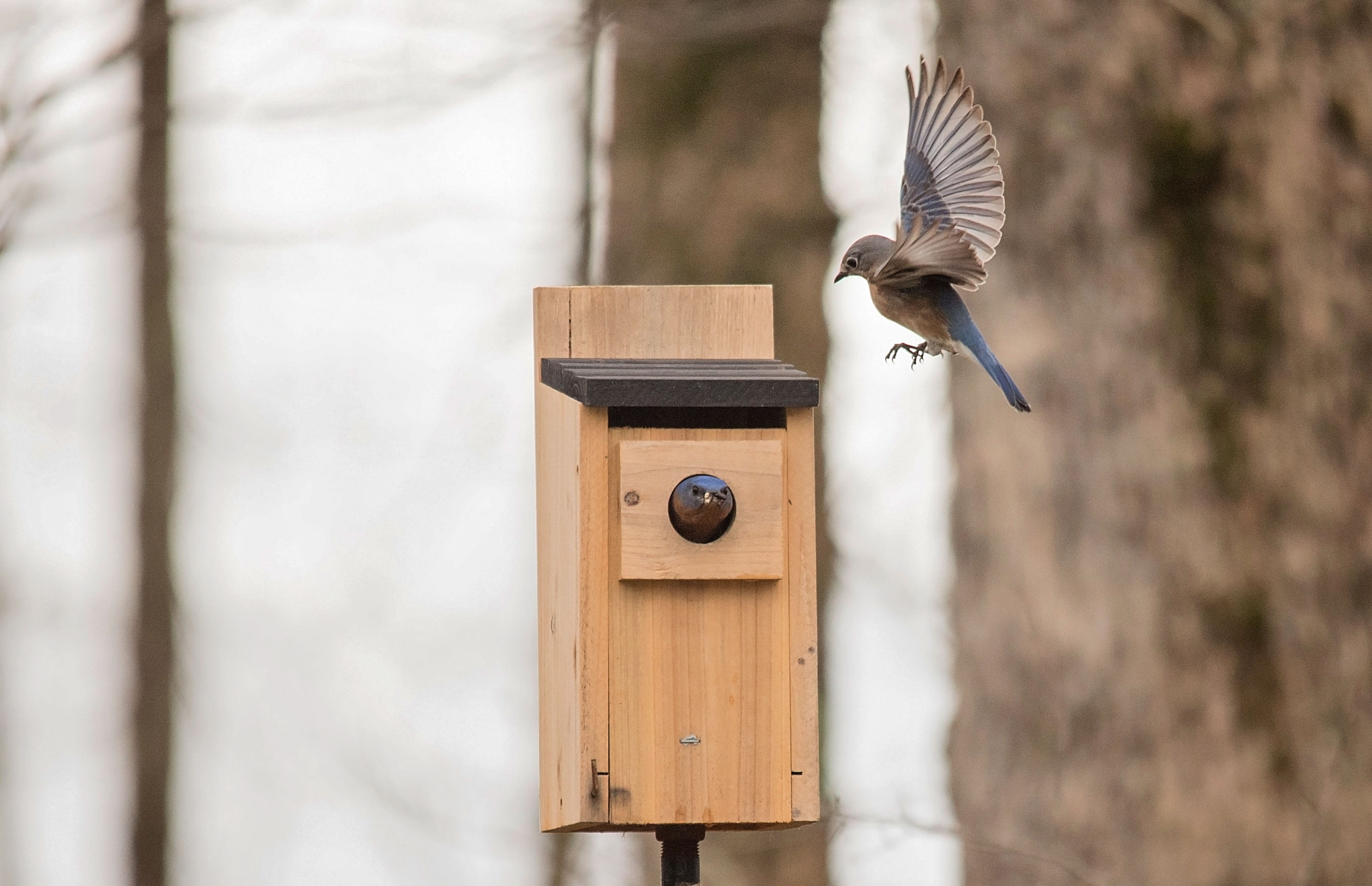 Nikon D750 + Sigma 150-500mm F5-6.3 DG OS HSM sample photo. Bluebirds photography