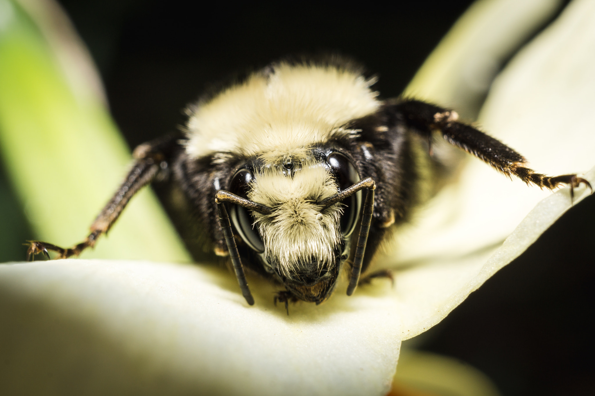 Sony a6000 + Sigma 30mm F2.8 EX DN sample photo. Bumblebee on flower. seattle, washington. photography