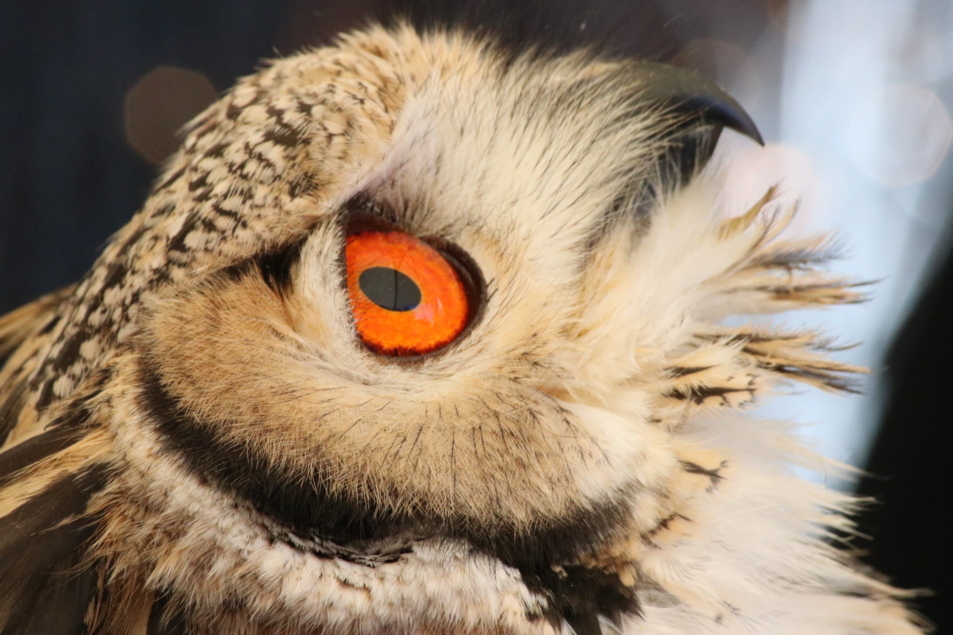 Canon EF-S 55-250mm F4-5.6 IS sample photo. Owl photography