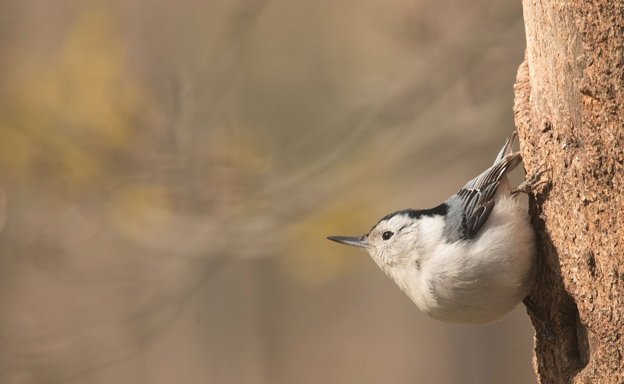 Nikon D750 + Sigma 150-500mm F5-6.3 DG OS HSM sample photo. Nuthatch photography