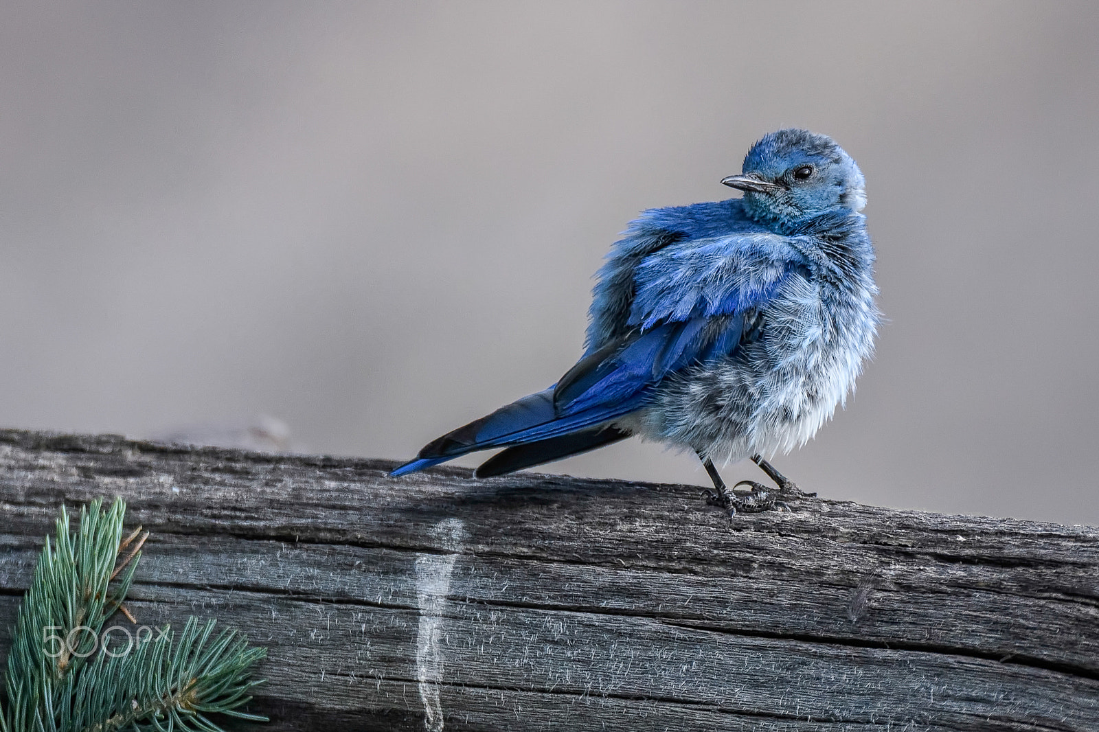 Nikon D500 sample photo. More blues photography