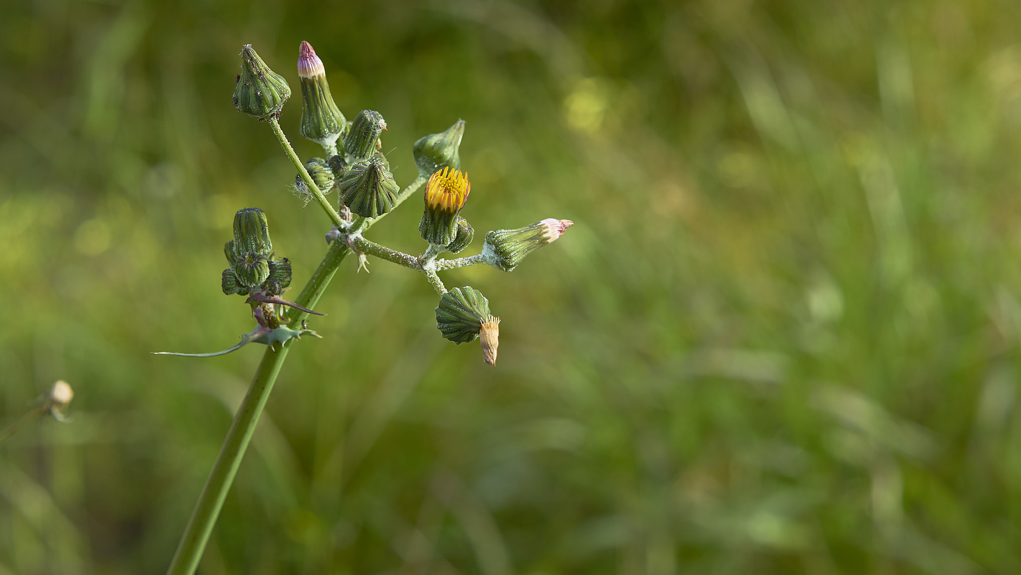 Sony Sonnar T* FE 55mm F1.8 ZA sample photo. Focus 2 55mm photography