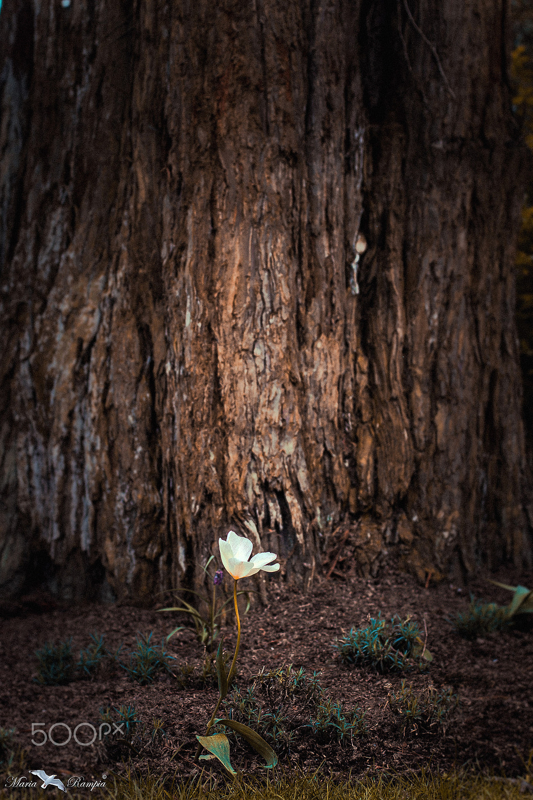 Canon EOS 70D + Canon EF 50mm F1.4 USM sample photo. Light in the forest... photography