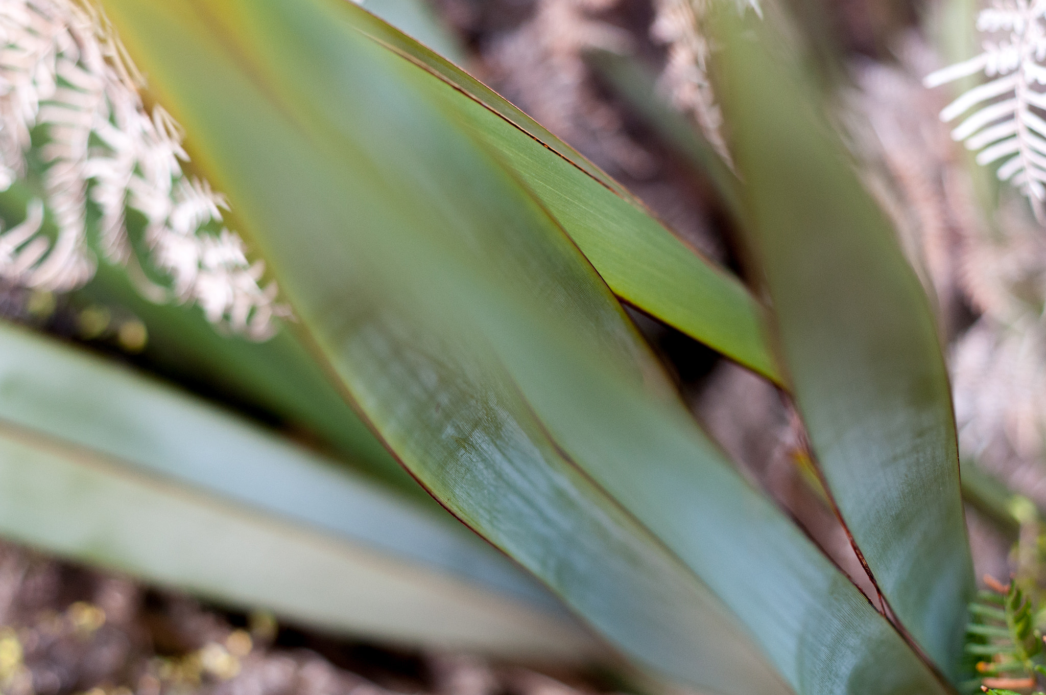 Nikon D300S + Nikon AF Nikkor 50mm F1.8D sample photo. Leafy photography