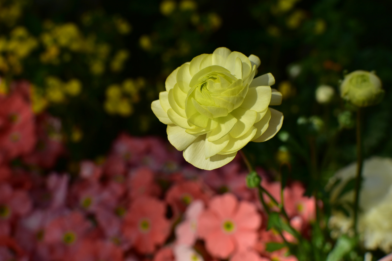 Nikon AF-S DX Nikkor 35mm F1.8G sample photo