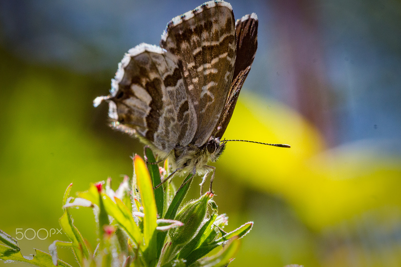Canon EF 100mm F2.8 Macro USM sample photo. Butterfly photography