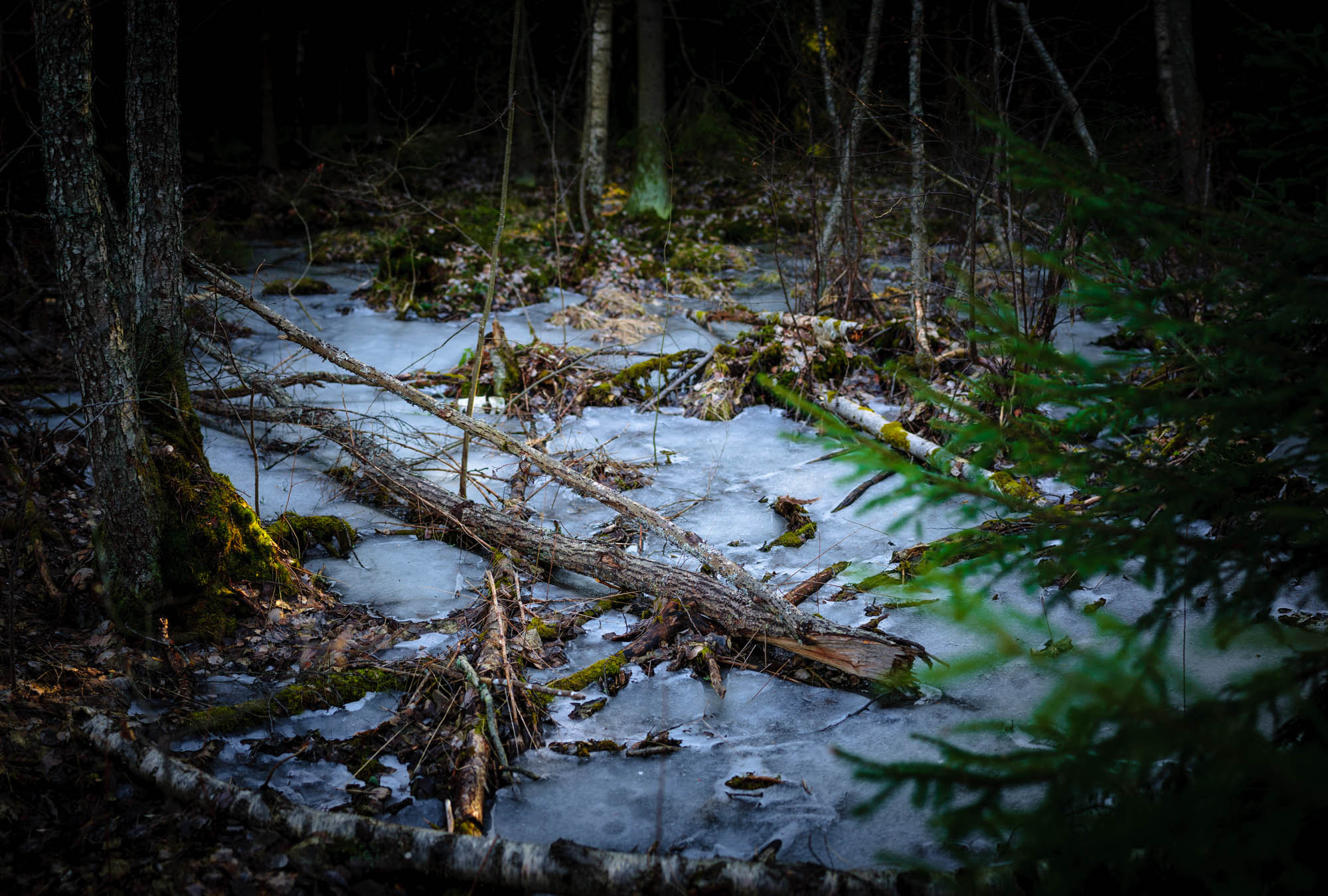 Nikon D90 + Nikon AF-S Nikkor 50mm F1.8G sample photo. Fairy land. photography