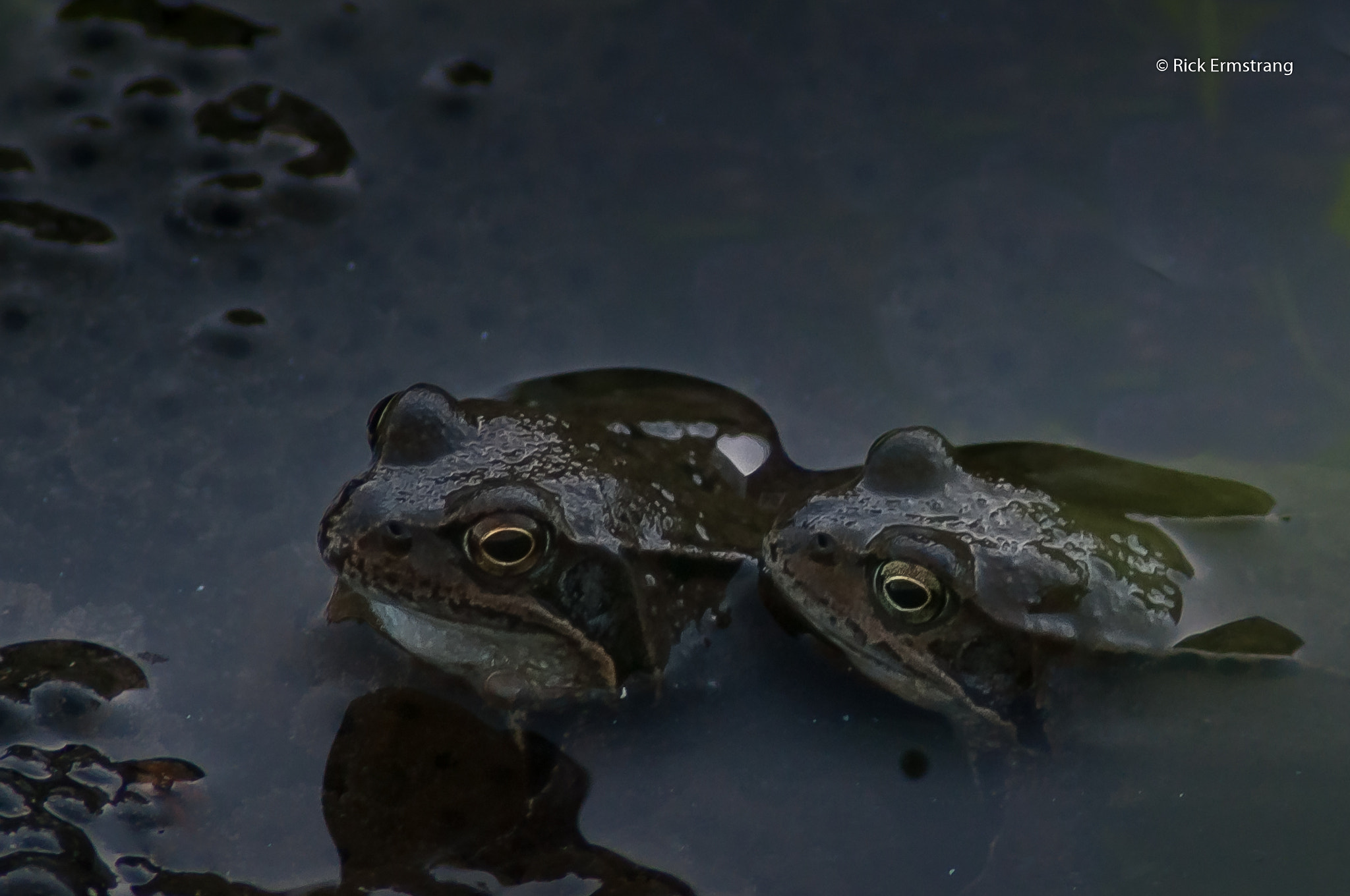 Nikon D90 sample photo. Frogs photography