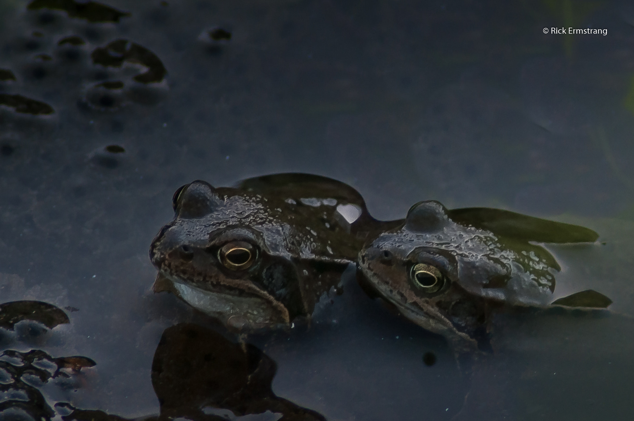 AF Nikkor 180mm f/2.8 IF-ED sample photo. Frogs photography