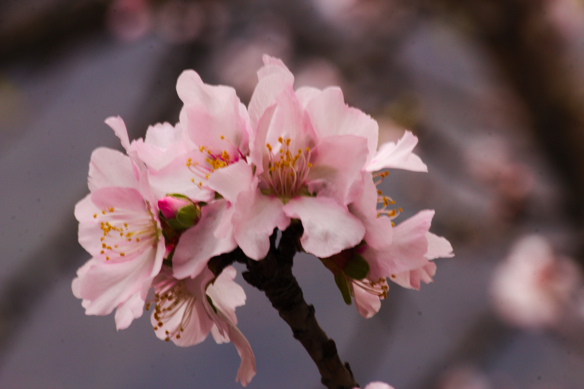 Canon EOS 550D (EOS Rebel T2i / EOS Kiss X4) sample photo. Flowering tree photography