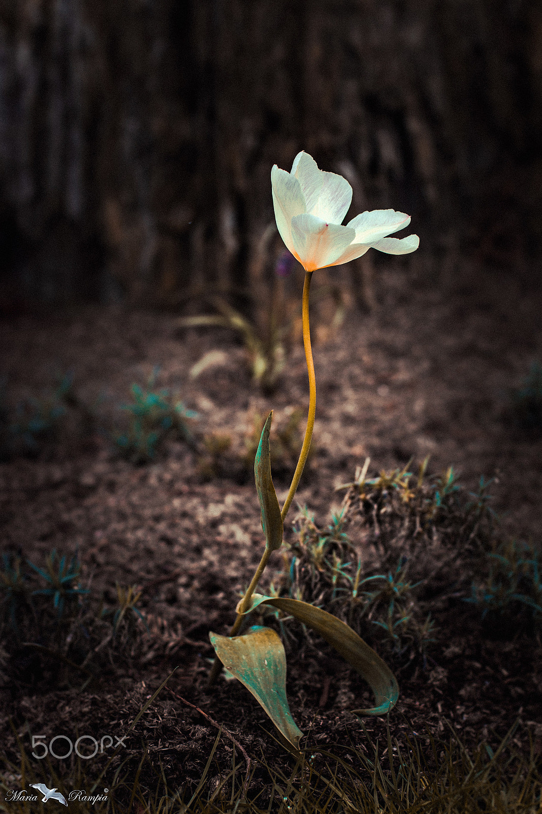 Canon EOS 70D sample photo. Tulip in the forest. photography
