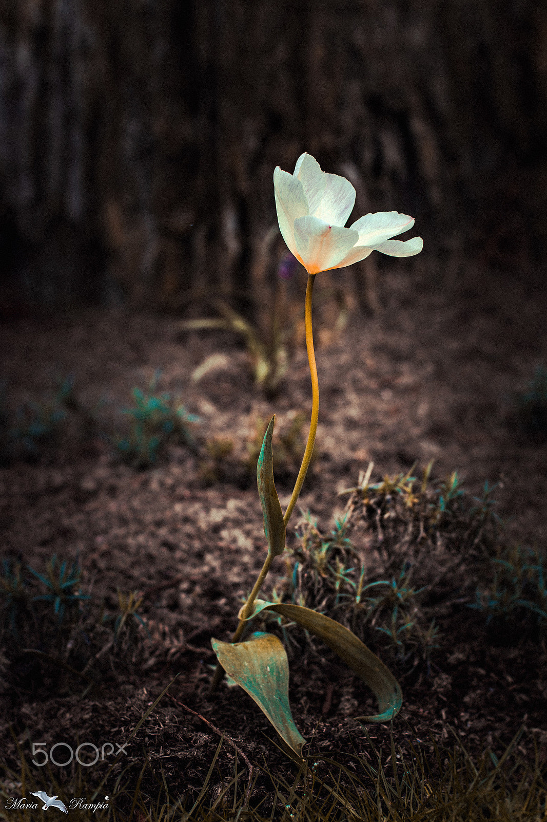 Canon EOS 70D + Canon EF 50mm F1.4 USM sample photo. Tulip in the forest. photography