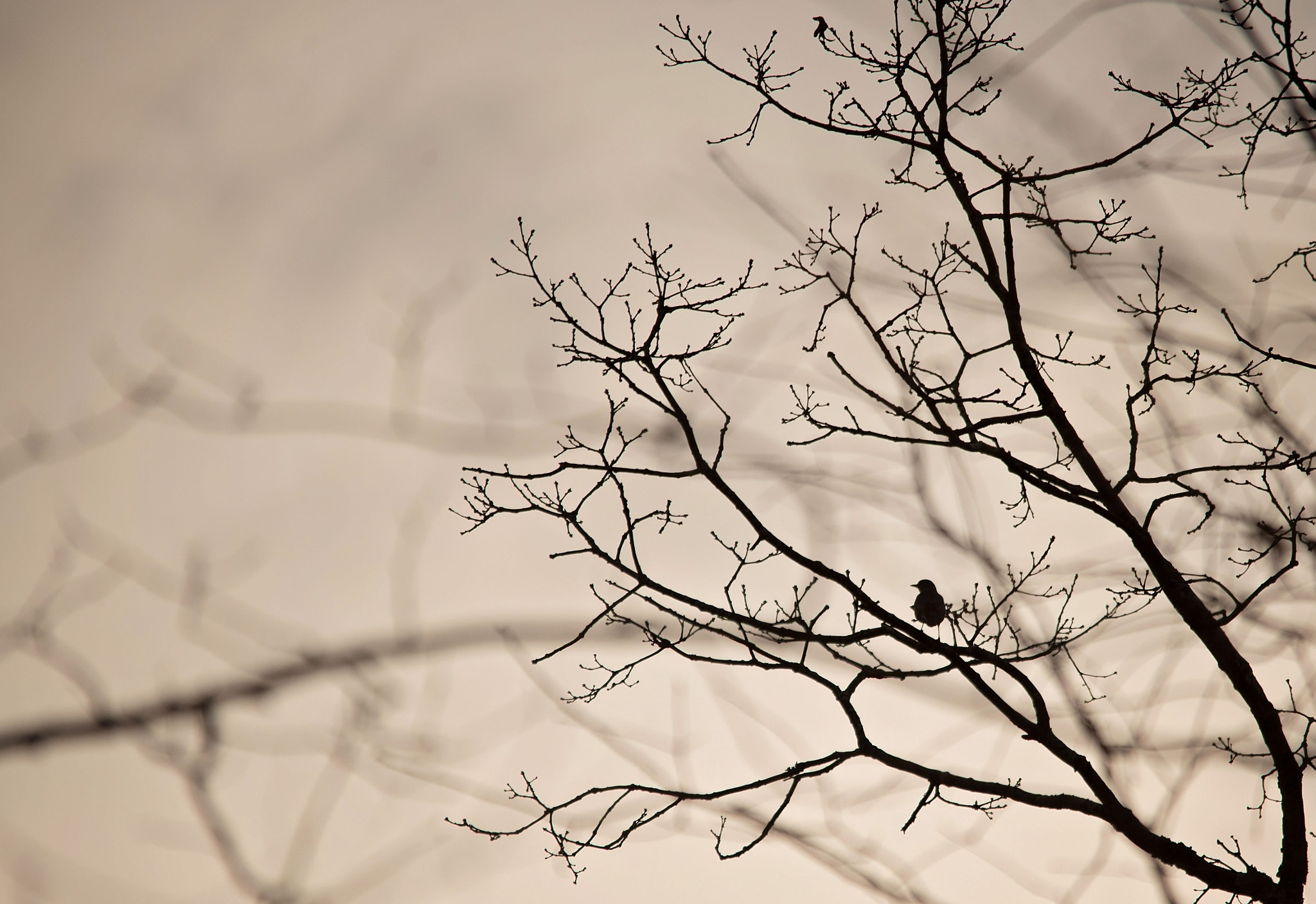 Sigma 150-500mm F5-6.3 DG OS HSM sample photo. Robin silhoutte photography