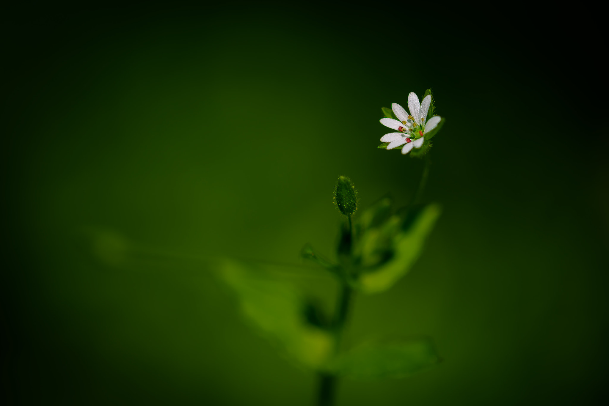Sigma 105mm F2.8 EX DG OS HSM sample photo. Little one photography