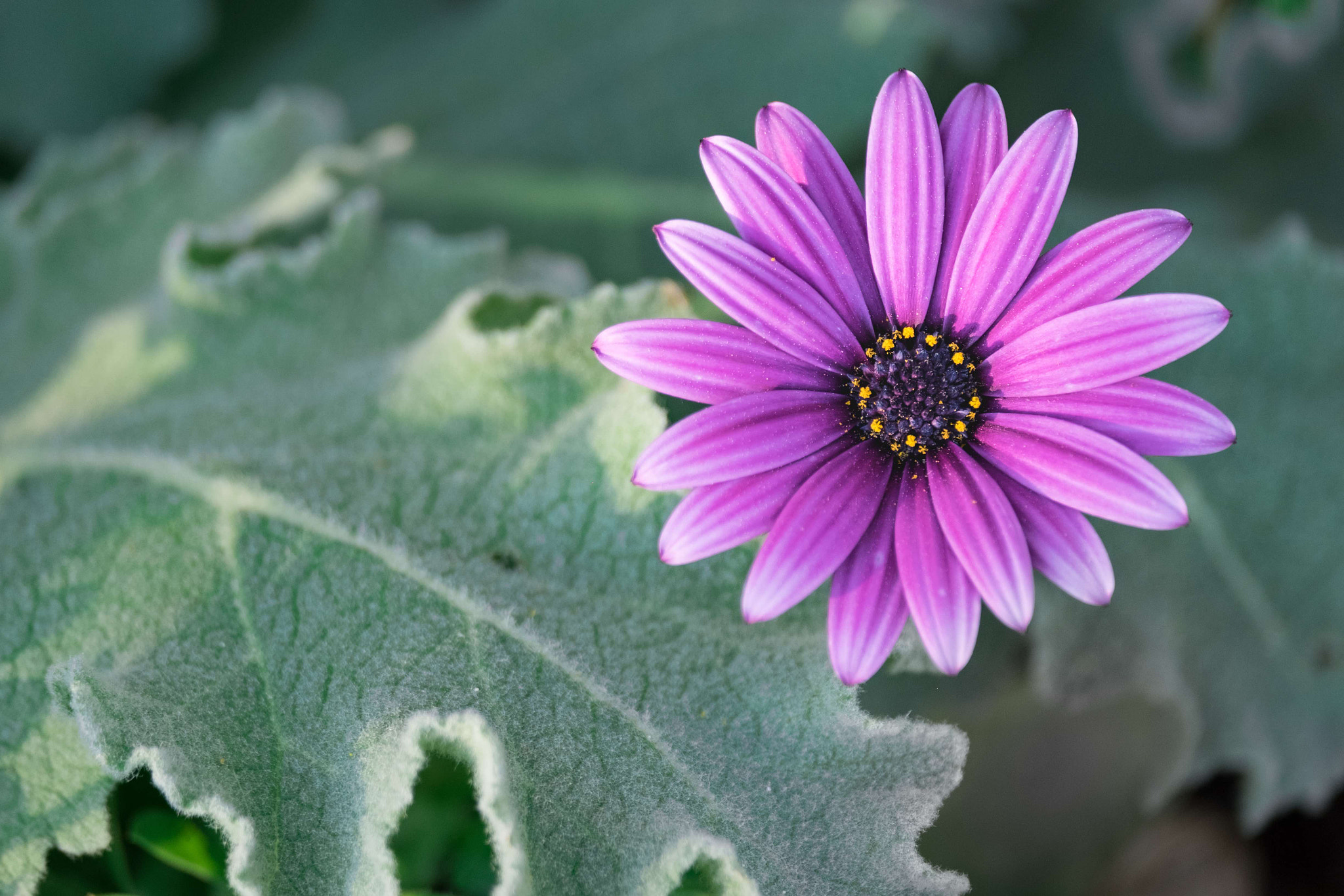 Fujifilm XF 55-200mm F3.5-4.8 R LM OIS sample photo. Flower photography