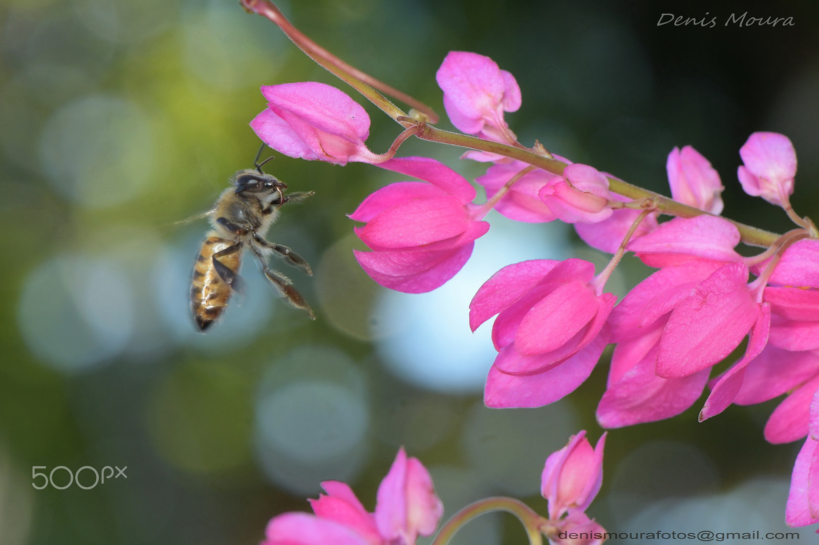 Nikon AF-S Micro-Nikkor 105mm F2.8G IF-ED VR sample photo. Abelha photography