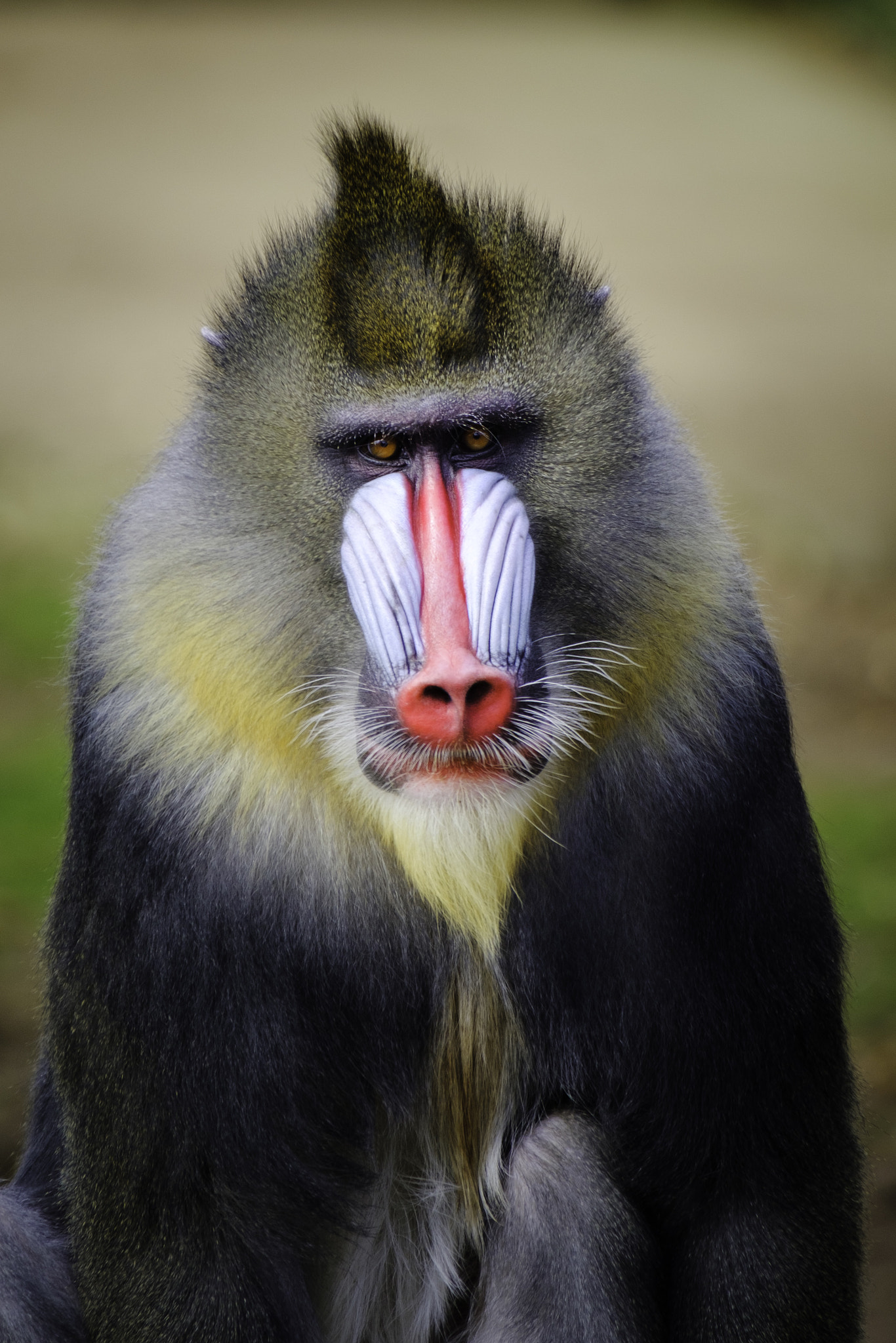 XF100-400mmF4.5-5.6 R LM OIS WR + 1.4x sample photo. Mandrill photography