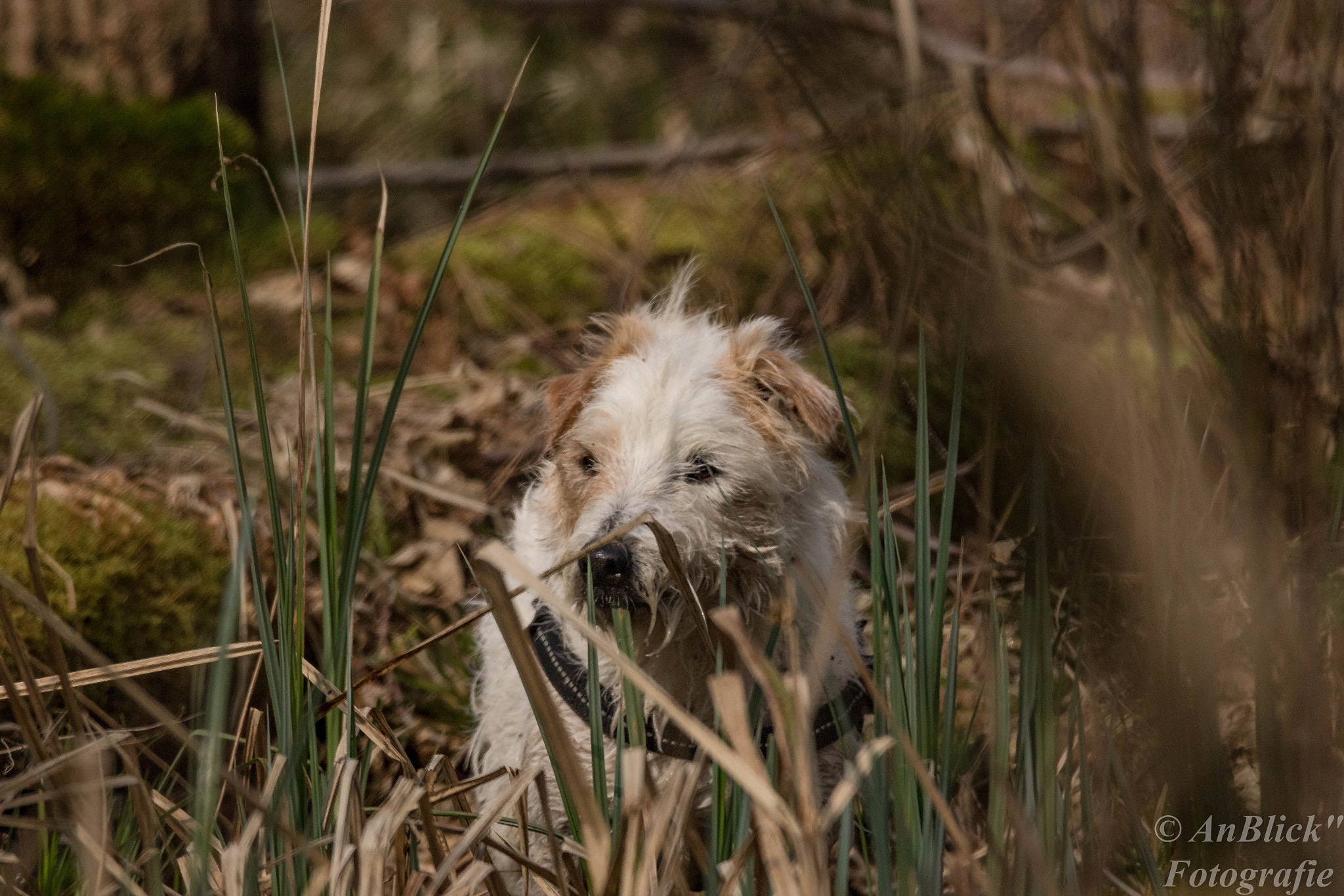 150-600mm F5-6.3 DG OS HSM | Contemporary 015 sample photo. Mein bester freund photography